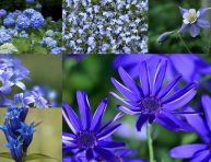 imagen 12 flores azules para embellecer tu jardín