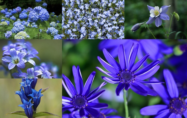 12 flores azules para embellecer tu jardín