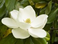 imagen 10 flores blancas para iluminar tu jardín o patio