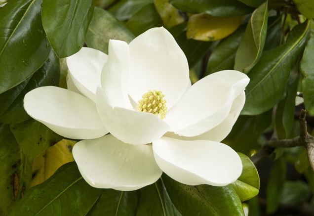 10 flores blancas para iluminar tu patio trasero
