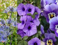 imagen 21 flores púrpuras para engalanar tu jardín