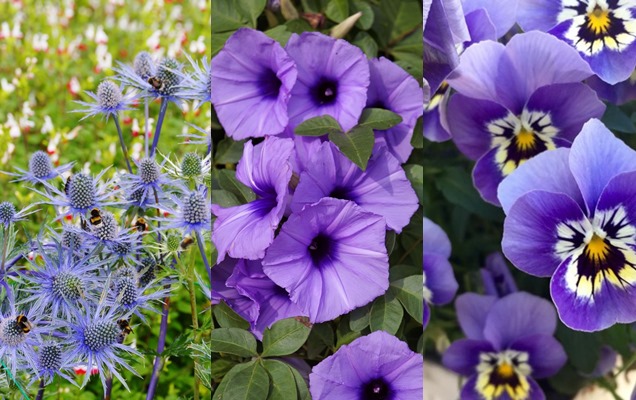 21 flores púrpuras para engalanar tu jardín