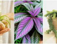 imagen 8 plantas sorprendentes y muy poco comunes