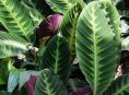 imagen Guía completa para el cultivo y cuidado de la calathea