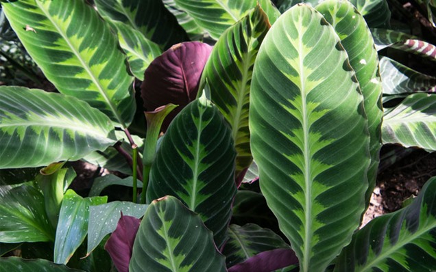 Guía completa para el cultivo y cuidado de la calathea