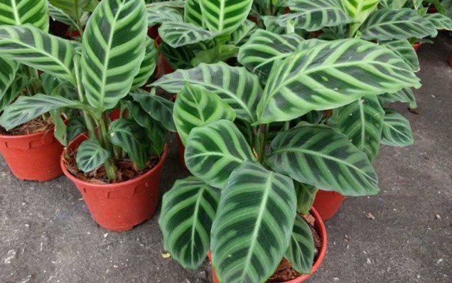 Guía completa para el cultivo y cuidado de la calathea