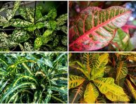 imagen Distintos tipos de plantas de Crotón