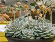 imagen ¿Por qué se parecen la Echeveria Lola y la E. dama pintada?