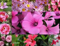 imagen 17 flores rosadas que deberías plantar en tu jardín