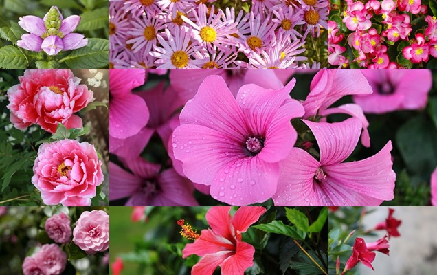 17 flores rosadas que deberías plantar en tu jardín