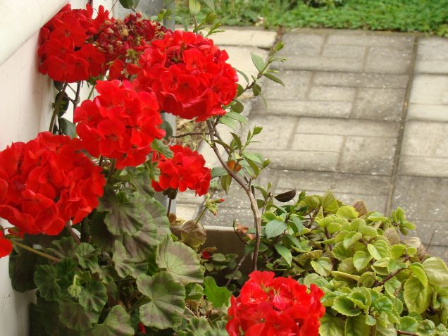 Cuidados y propagación del malvón (pelargonium horturum)