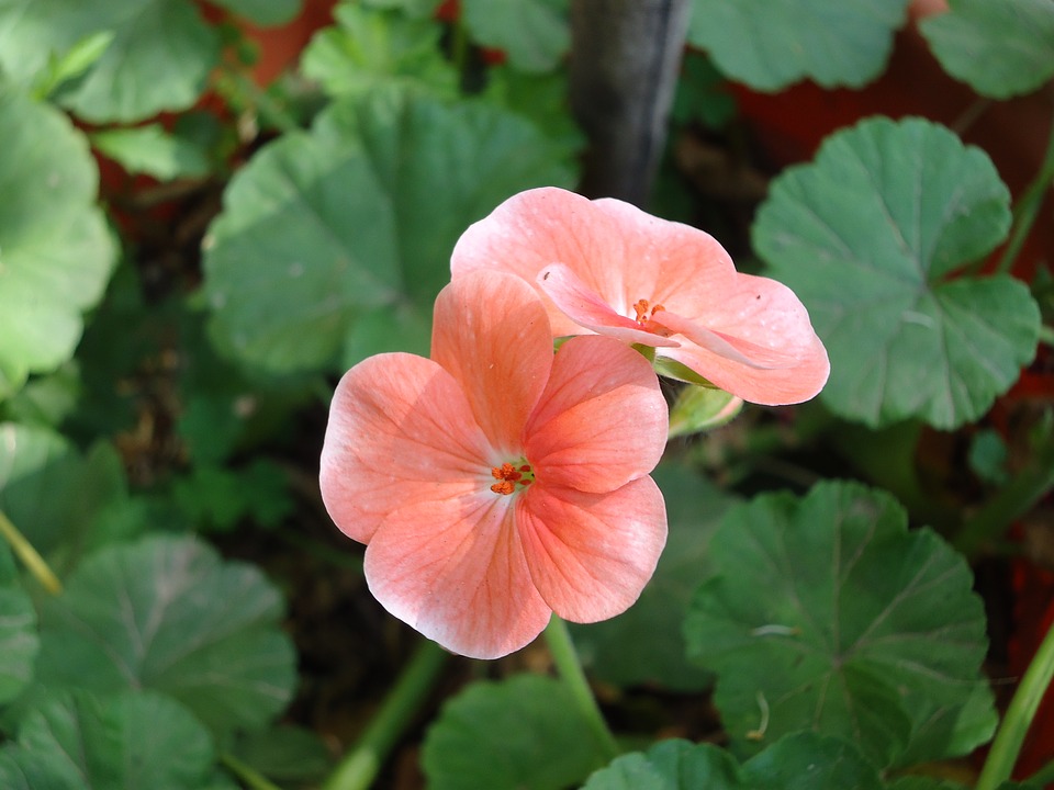 Cuidados y propagación del malvón (pelargonium horturum)