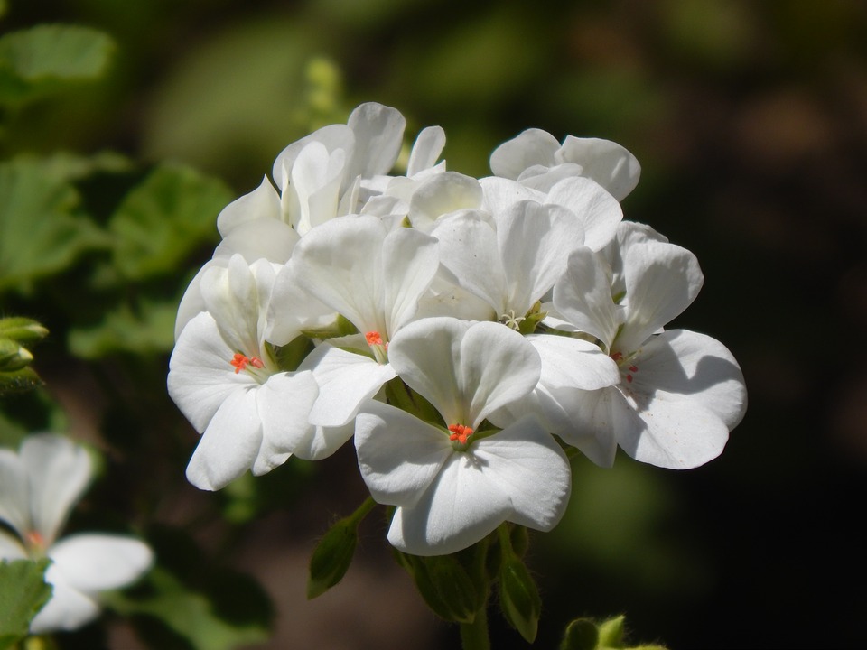 Cuidados y propagación del malvón (pelargonium horturum)
