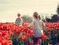 imagen 10 flores rojas para tener en el jardín