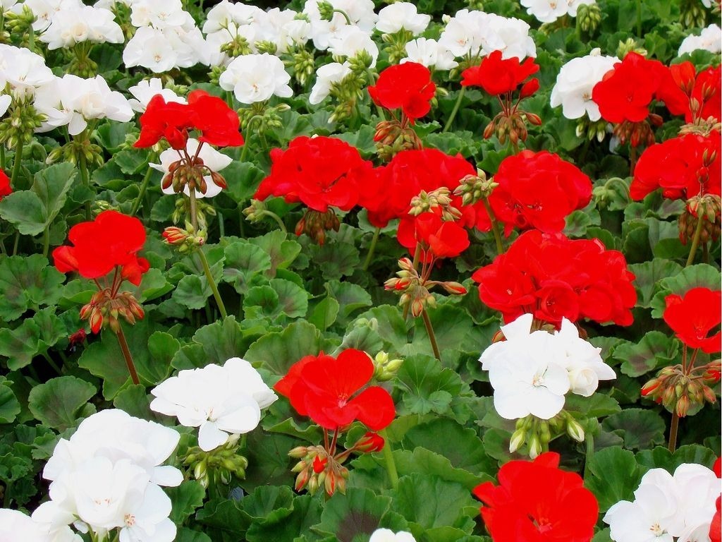 Cuidados y propagación del malvón (pelargonium horturum)