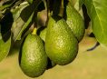 imagen 7 secretos para obtener una gran cosecha de aguacates
