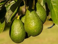 imagen 7 secretos para obtener una gran cosecha de aguacates