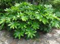 imagen Cómo cuidar la Aralia del Japón (Fatsia japonica)