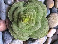 imagen Cómo cuidar la Crassula pseudohemisphaerica