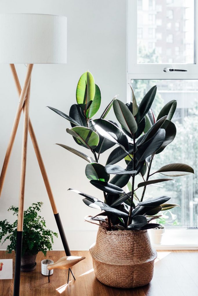 Las 7 mejores plantas grandes de interior que puedes tener Las 7 mejores plantas grandes de interior que puedes tener