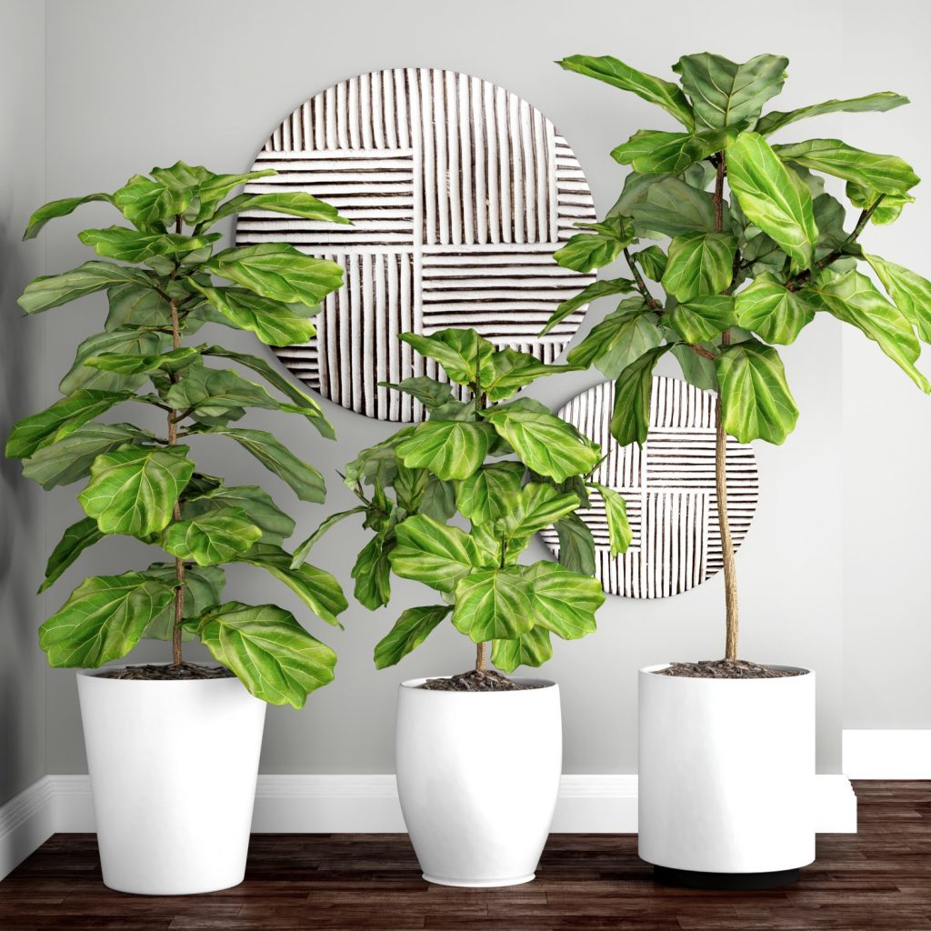 Ficus lyrata, también conocido como Ficus pandurata o higuera hoja de violín. Es una planta tropical procedente de África.