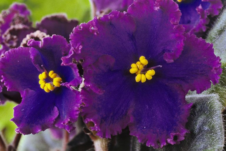 Plantas de interior con flores para añadir color a tu hogar