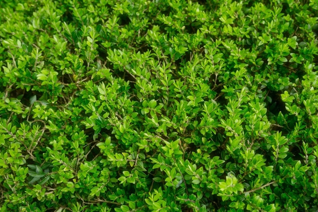 África Novela de suspenso clase Los 10 mejores arbustos de bajo mantenimiento para tu jardín