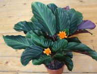 imagen Diferentes tipos de Calathea y sus posibles problemas