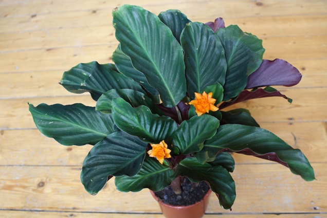 Diferentes tipos de Calathea y sus posibles problemas