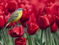 imagen Los mejores colores para atraer a los pájaros a tu patio