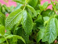 imagen Cómo cultivar menta fresca sin que invada tu jardín