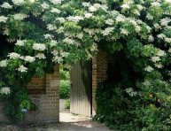 imagen Cómo cultivar una hortensia trepadora