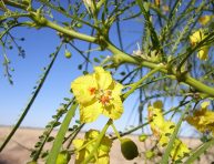 imagen Cómo cuidar y propagar la parkinsonia o espinillo amarillo