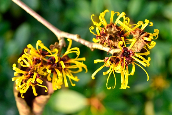 Tipos de flores de primavera