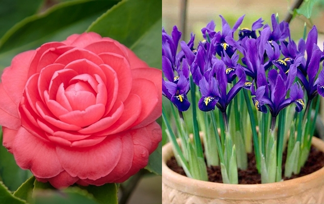 Tipos de flores de primavera