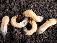 imagen Deshazte de las larvas del césped y jardín