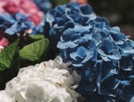 imagen 16 ideas de jardines de hortensias para inspirarte