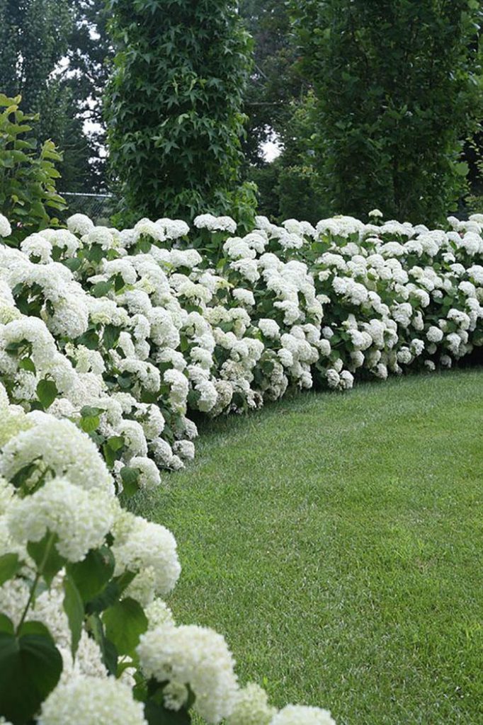 16 ideas de jardines de hortensias de ensueño