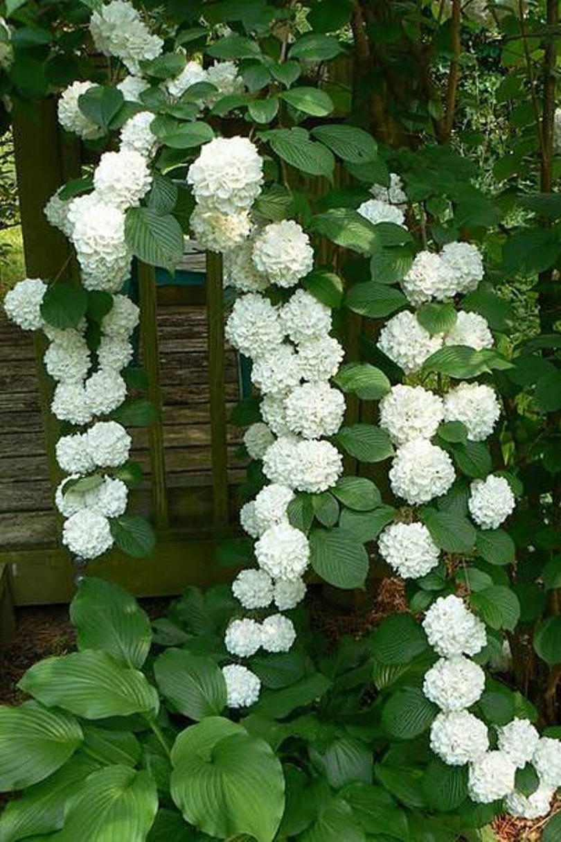 16 ideas de jardines de hortensias de ensueño