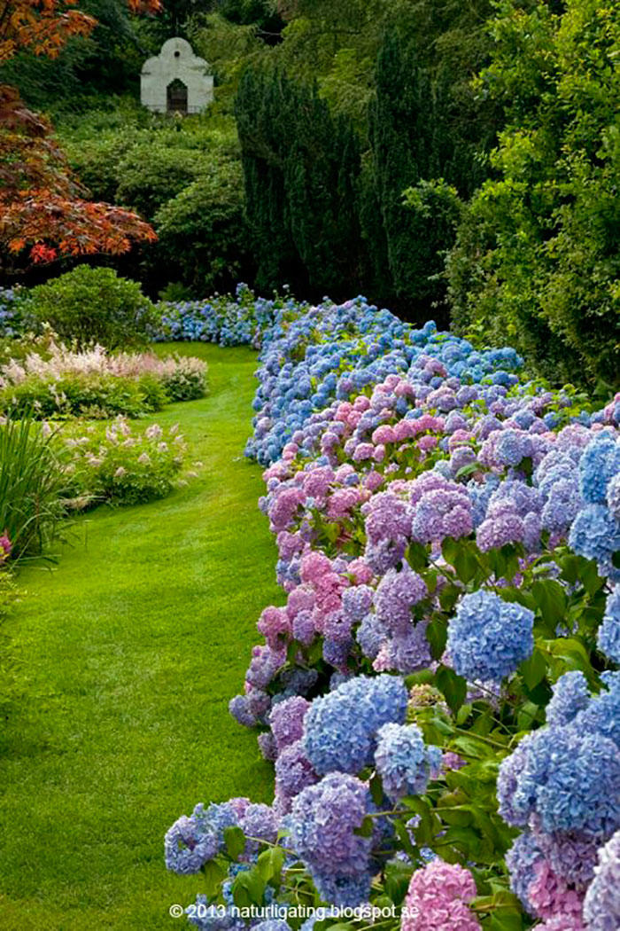 16 ideas de jardines de hortensias de ensueño