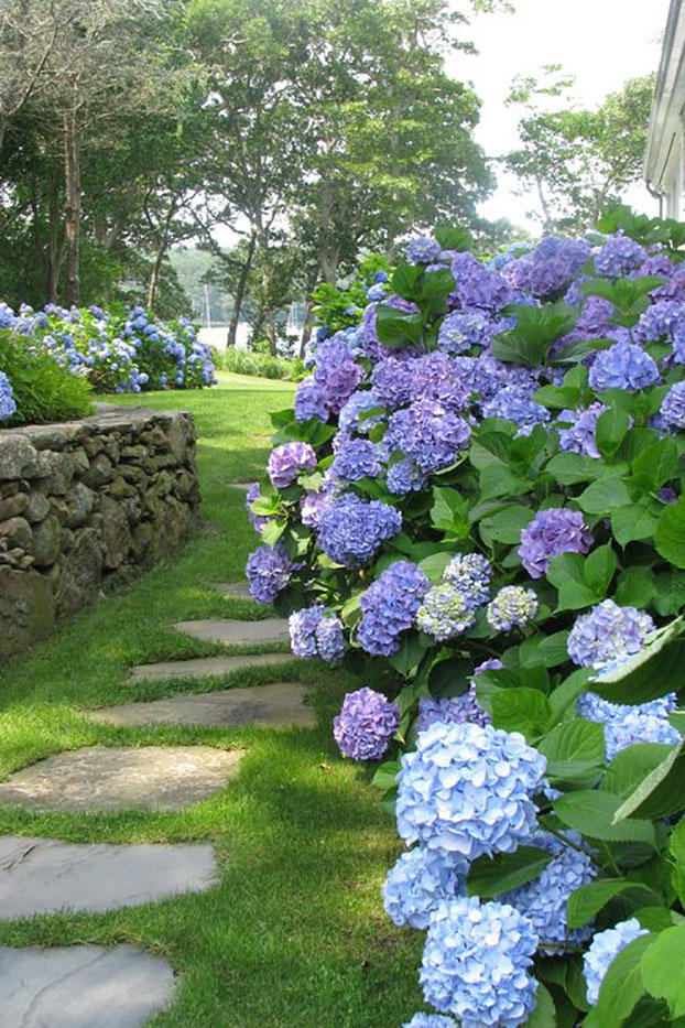 16 ideas de jardines de hortensias de ensueño
