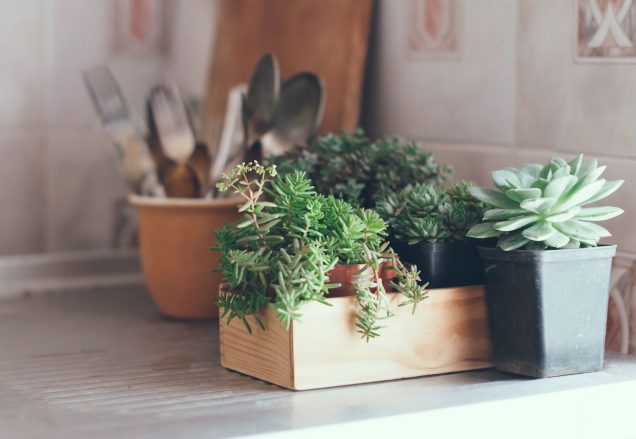 Plantas para la cocina