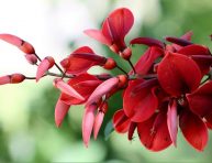 imagen Cuidados de la Erythrina o cresta de gallo