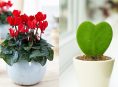 imagen 7 plantas de hojas en forma de corazón