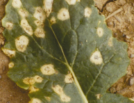 imagen Controlar las manchas blancas de las hojas de la Brassica