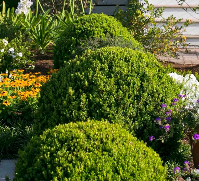 Las mejores plantas grandes para el frente de tu casa