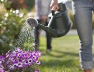 imagen Con qué frecuencia regar las plantas en macetas