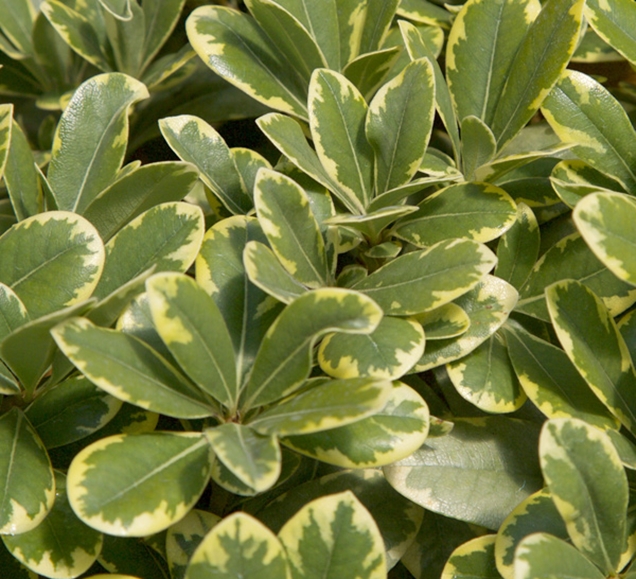 Las mejores plantas grandes para el frente de tu casa