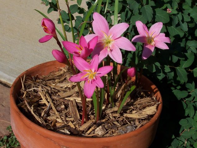 Cómo cuidar las plantas de lirio de lluvia