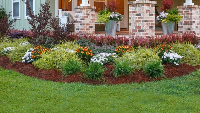 Las mejores plantas grandes para el frente de tu casa